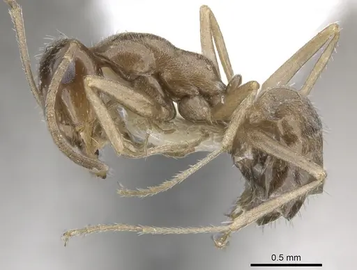 Myrmecocystus tenuinodis specimen CASENT0903197 image casent0903197_3