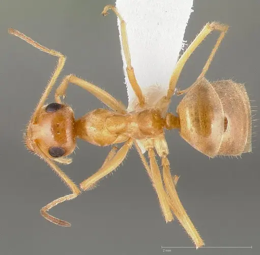 Myrmecocystus testaceus specimen CASENT0005423 image casent0005423_1