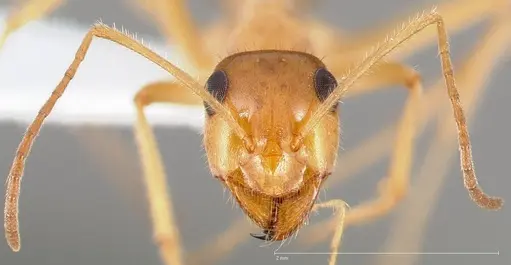 Myrmecocystus testaceus specimen CASENT0005423 image casent0005423_2