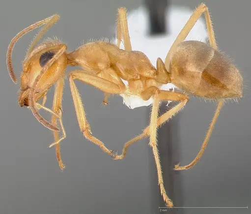 Myrmecocystus testaceus specimen CASENT0005423 image casent0005423_3