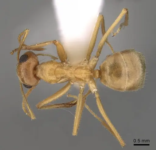 Myrmecocystus testaceus specimen CASENT0280531 image casent0280531_1