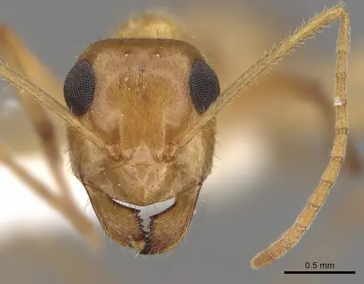 Myrmecocystus testaceus specimen CASENT0280531 image casent0280531_2