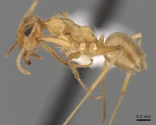 Myrmecocystus testaceus specimen CASENT0280531 image casent0280531_3