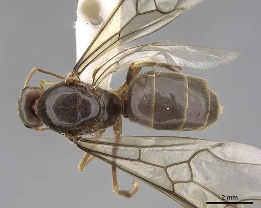 Myrmecocystus testaceus specimen CASENT0862014 image casent0862014_1