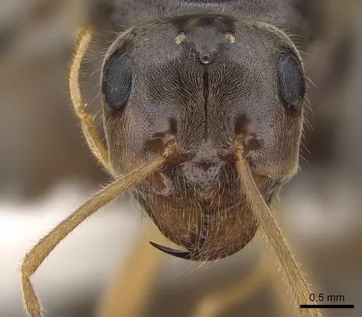 Myrmecocystus testaceus specimen CASENT0862014 image casent0862014_2