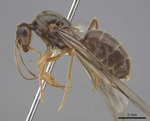 Myrmecocystus testaceus specimen CASENT0862014 image casent0862014_3