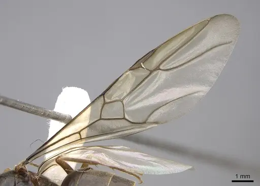 Myrmecocystus testaceus specimen CASENT0862014 image casent0862014_4