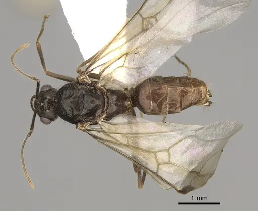 Myrmecocystus testaceus specimen CASENT0862015 image casent0862015_1