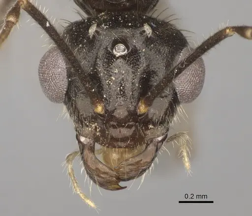 Myrmecocystus testaceus specimen CASENT0862015 image casent0862015_2