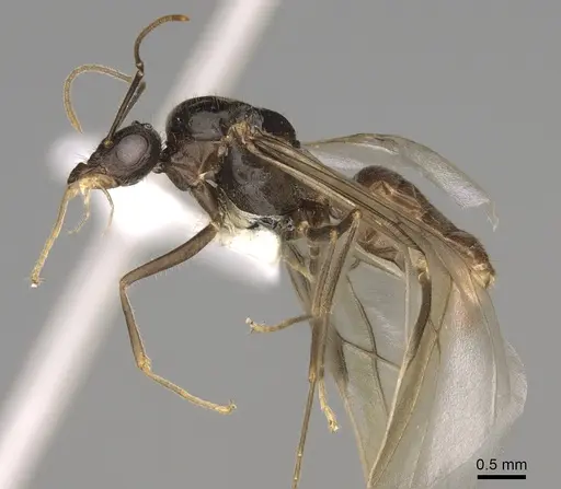 Myrmecocystus testaceus specimen CASENT0862015 image casent0862015_3
