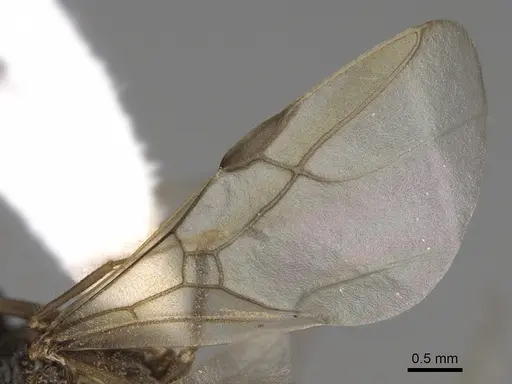 Myrmecocystus testaceus specimen CASENT0862015 image casent0862015_4