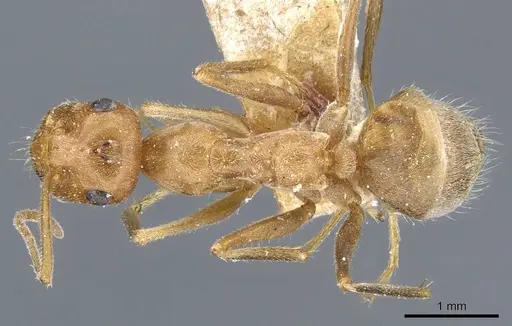 Myrmecocystus testaceus specimen CASENT0905691 image casent0905691_1