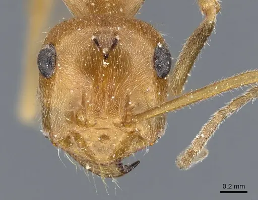 Myrmecocystus testaceus specimen CASENT0905691 image casent0905691_2