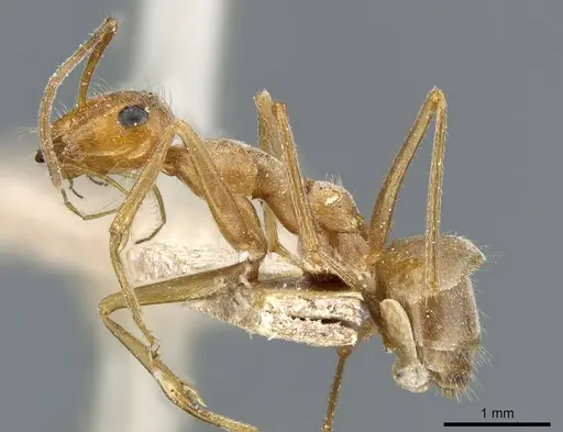 Myrmecocystus testaceus specimen CASENT0905691 image casent0905691_3