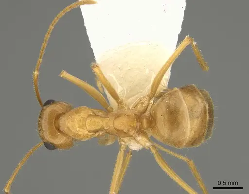 Myrmecocystus testaceus specimen CASENT0923354 image casent0923354_1