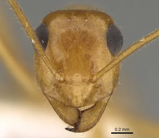 Myrmecocystus testaceus specimen CASENT0923354 image casent0923354_2
