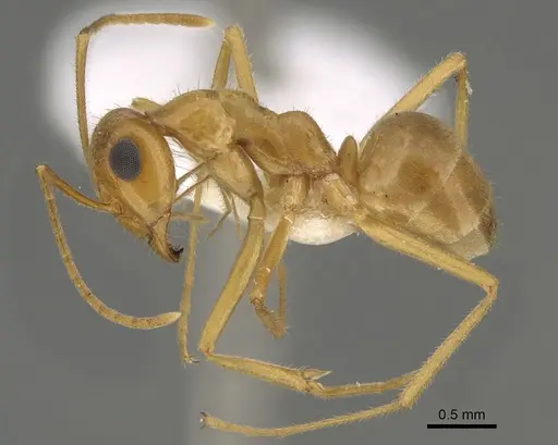 Myrmecocystus testaceus specimen CASENT0923354 image casent0923354_3