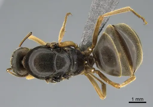 Myrmecocystus testaceus specimen CASENT0923645 image casent0923645_1