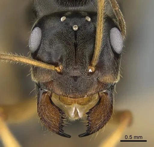 Myrmecocystus testaceus specimen CASENT0923645 image casent0923645_2