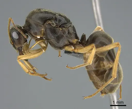 Myrmecocystus testaceus specimen CASENT0923645 image casent0923645_3