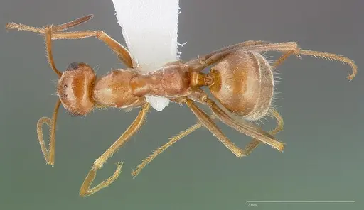 Myrmecocystus wheeleri specimen CASENT0005417 image casent0005417_1