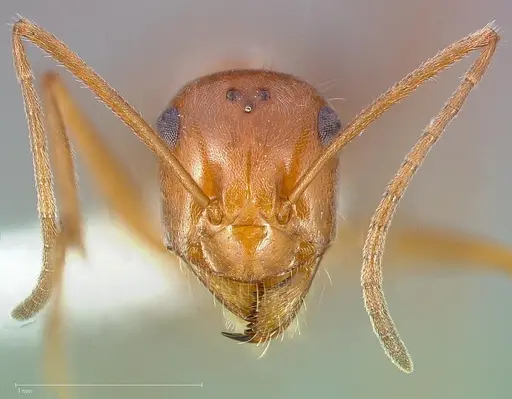 Myrmecocystus wheeleri specimen CASENT0005417 image casent0005417_2