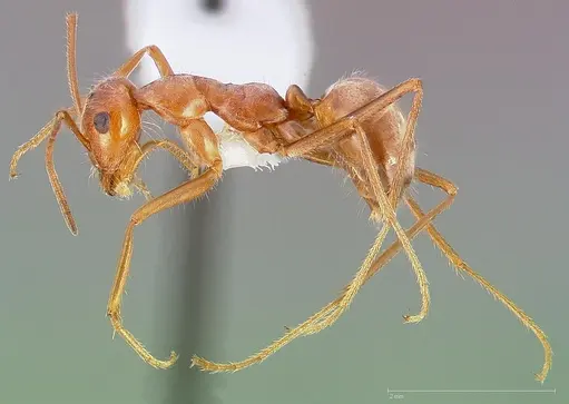 Myrmecocystus wheeleri specimen CASENT0005417 image casent0005417_3