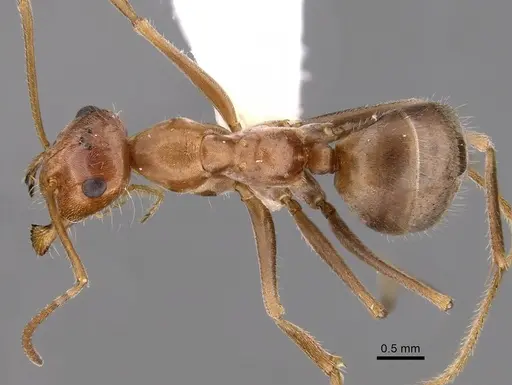Myrmecocystus wheeleri specimen CASENT0280519 image casent0280519_1