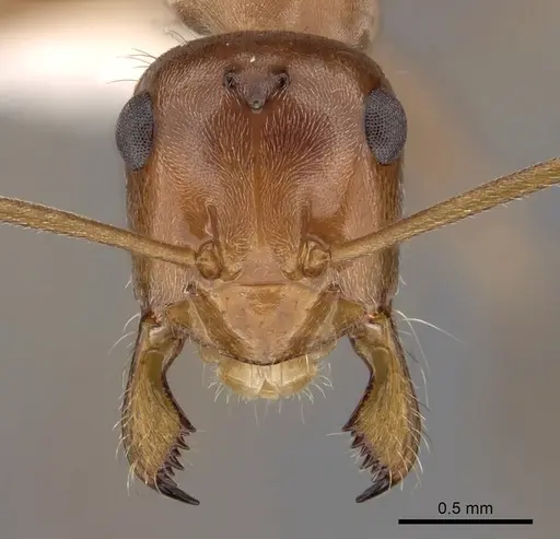 Myrmecocystus wheeleri specimen CASENT0280519 image casent0280519_2