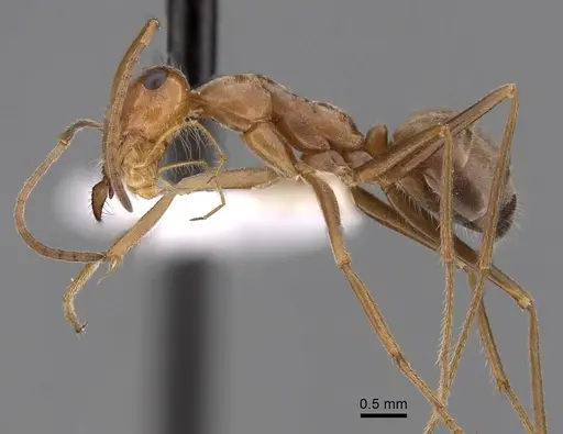 Myrmecocystus wheeleri specimen CASENT0280519 image casent0280519_3