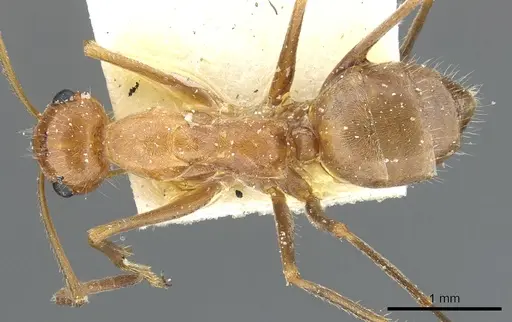 Myrmecocystus wheeleri specimen CASENT0903193 image casent0903193_1