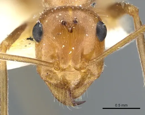 Myrmecocystus wheeleri specimen CASENT0903193 image casent0903193_2