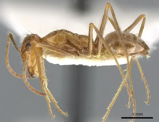 Myrmecocystus wheeleri specimen CASENT0903193 image casent0903193_3