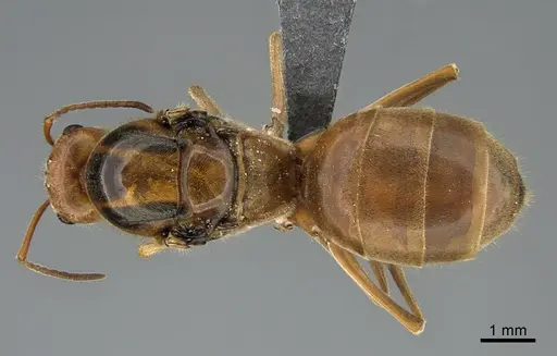 Myrmecocystus wheeleri specimen CASENT0923648 image casent0923648_1