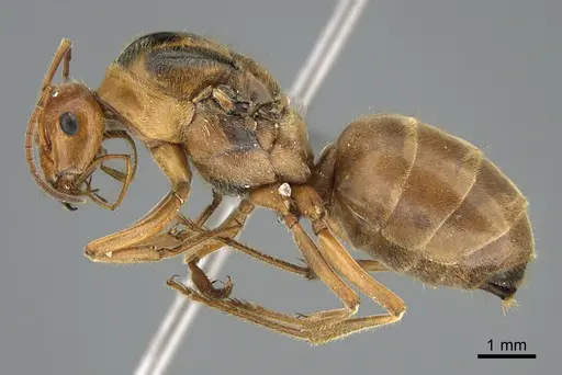 Myrmecocystus wheeleri specimen CASENT0923648 image casent0923648_3