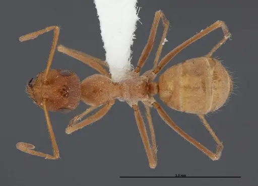 Myrmecocystus wheeleri specimen FMNHINS0000083098 image fmnhins0000083098_1
