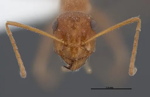 Myrmecocystus wheeleri specimen FMNHINS0000083098 image fmnhins0000083098_2