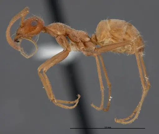 Myrmecocystus wheeleri specimen FMNHINS0000083098 image fmnhins0000083098_3