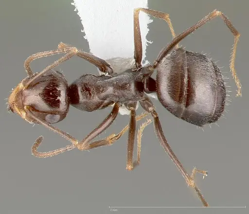 Myrmecocystus yuma specimen CASENT0005420 image casent0005420_1