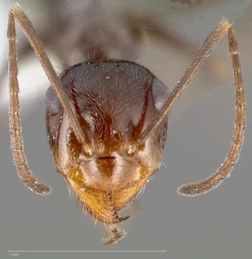 Myrmecocystus yuma specimen CASENT0005420 image casent0005420_2
