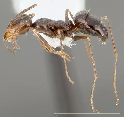Myrmecocystus yuma specimen CASENT0005420 image casent0005420_3