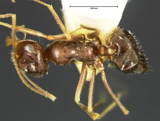 Myrmecocystus yuma specimen CASENT0105636 image casent0105636_1