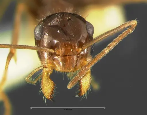 Myrmecocystus yuma specimen CASENT0105636 image casent0105636_2