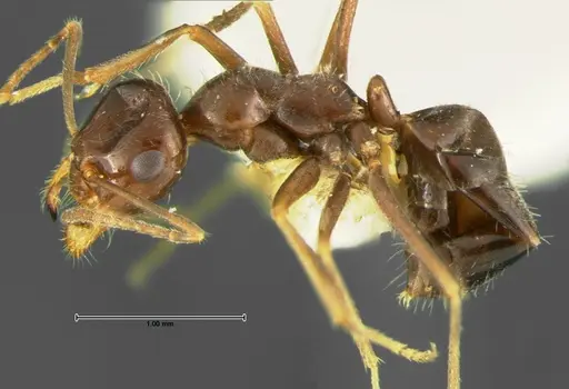 Myrmecocystus yuma specimen CASENT0105636 image casent0105636_3
