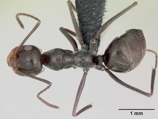 Myrmecocystus yuma specimen CASENT0118161 image casent0118161_1