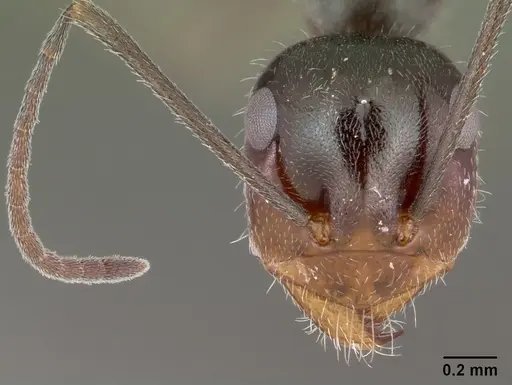 Myrmecocystus yuma specimen CASENT0118161 image casent0118161_2