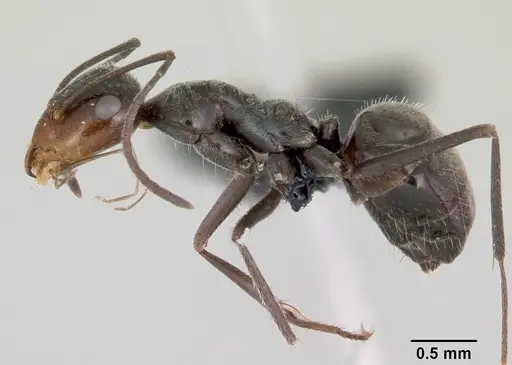 Myrmecocystus yuma specimen CASENT0118161 image casent0118161_3