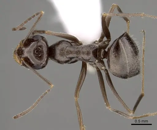 Myrmecocystus yuma specimen CASENT0280523 image casent0280523_1