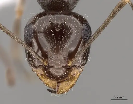 Myrmecocystus yuma specimen CASENT0280523 image casent0280523_2