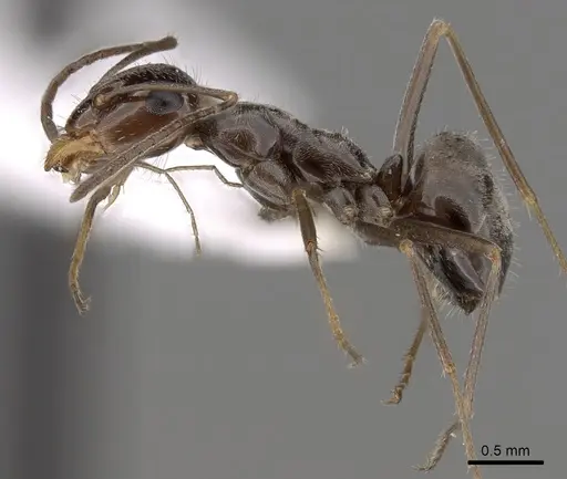 Myrmecocystus yuma specimen CASENT0280523 image casent0280523_3